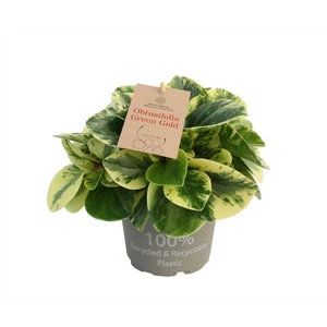 Peperomia obtusifolia 'Green Gold' 14cm - image 2