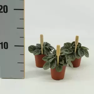 Peperomia 'Greyhound' 5.5cm - image 4