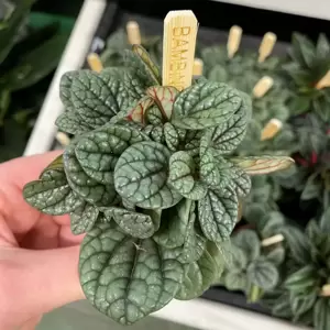 Peperomia 'Greyhound' 5.5cm