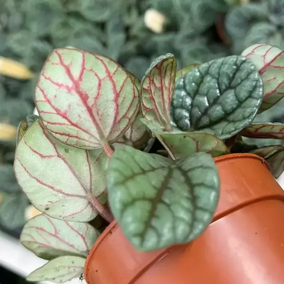 Peperomia 'Greyhound' 10.5cm - image 2