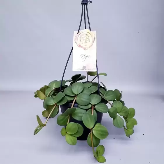 Peperomia 'Hope' 14cm