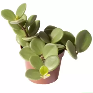 Peperomia 'Hope' 6cm - image 1