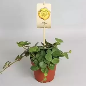 Peperomia 'Hope' 12cm - image 2