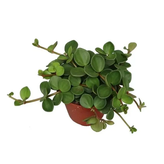 Peperomia 'Hope' 12cm - image 1