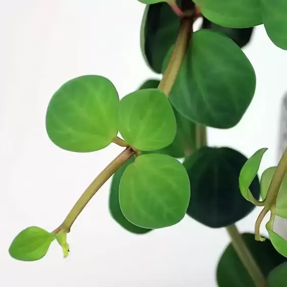 Peperomia 'Hope' 12cm - image 1