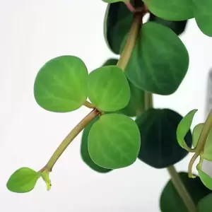 Peperomia 'Hope' 12cm