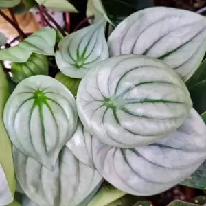 Peperomia 'Ice Queen'