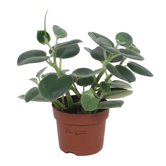 Peperomia incana