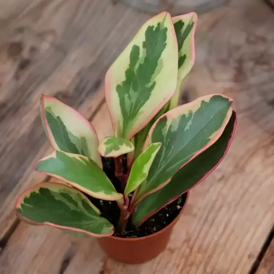 Peperomia clusiifolia 'Jellie' 8.5cm