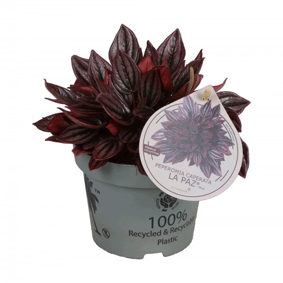 Peperomia caperata 'La Paz'