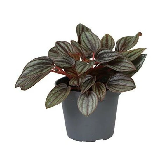 Peperomia caperata 'Lima' 6cm