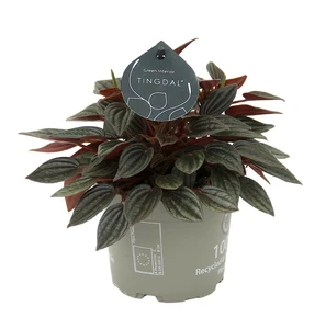 Peperomia caperata 'Lima'