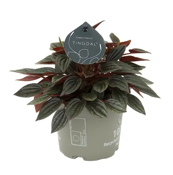 Peperomia caperata 'Lima' 12cm