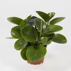 Peperomia obtusifolia 'Lime'