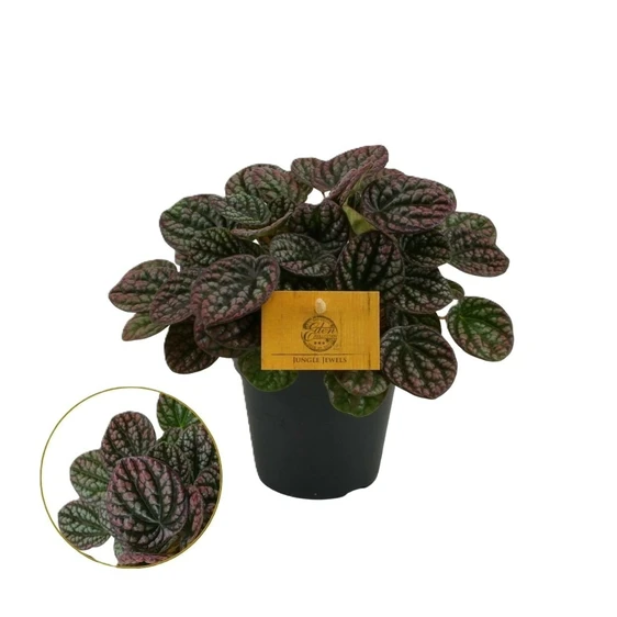 Peperomia caperata 'Lucinda' - image 3