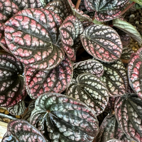 Peperomia caperata 'Lucinda' - image 1