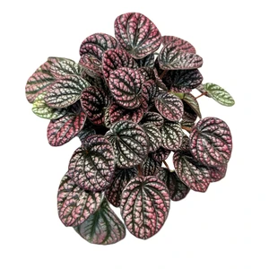 Peperomia caperata 'Lucinda' - image 2