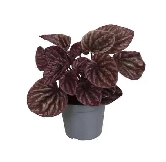 Peperomia caperata 'Luna' 12cm - image 2