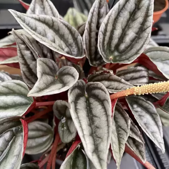 Peperomia caperata 'Mendoza' 14cm