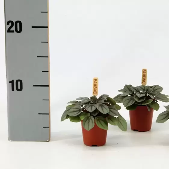 Peperomia 'Milano' - image 4