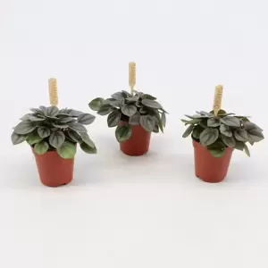 Peperomia 'Milano' - image 3