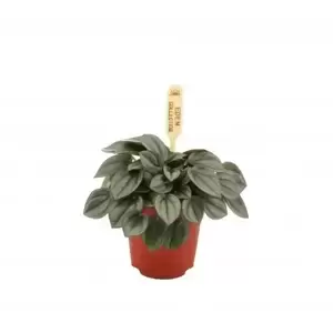 Peperomia 'Milano' - image 1