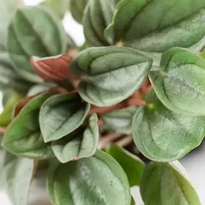 Peperomia 'Milano' - image 2