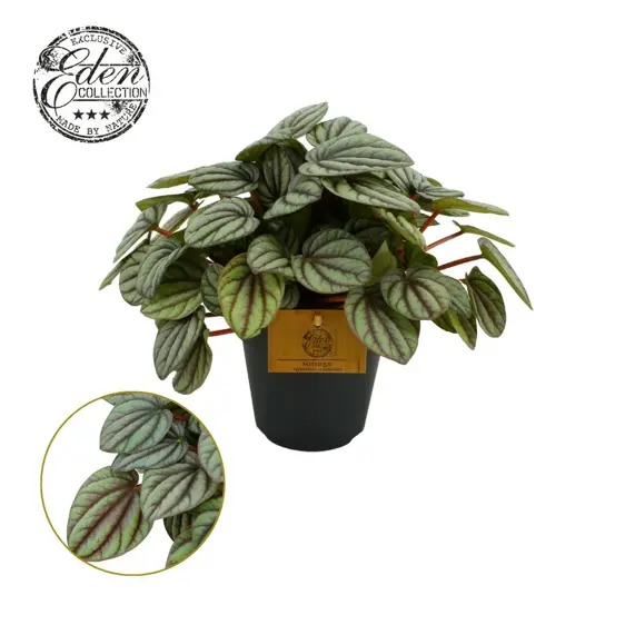 Peperomia 'Mistique'