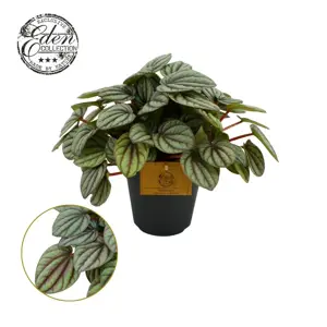 Peperomia 'Mistique'