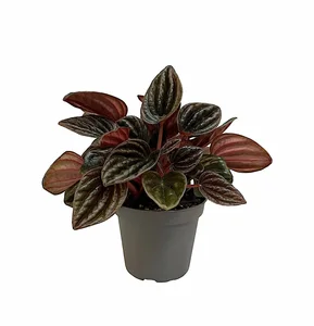 Peperomia caperata 'Montevideo' 6cm