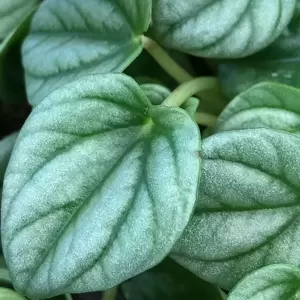 Peperomia 'Moonlight' - image 2