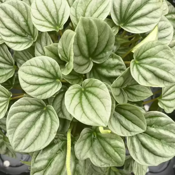 Peperomia 'Moonlight' - image 1