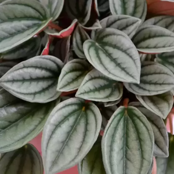 Peperomia 'Napoli Nights' 7cm - image 1