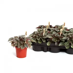 Peperomia 'Napoli Nights' 7cm - image 3