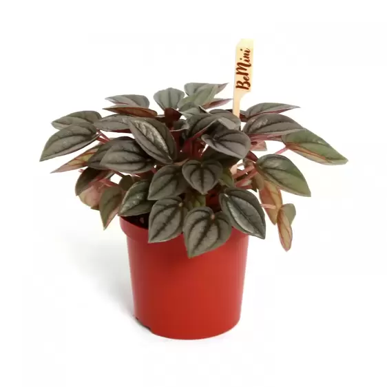 Peperomia 'Napoli Nights' 7cm - image 4