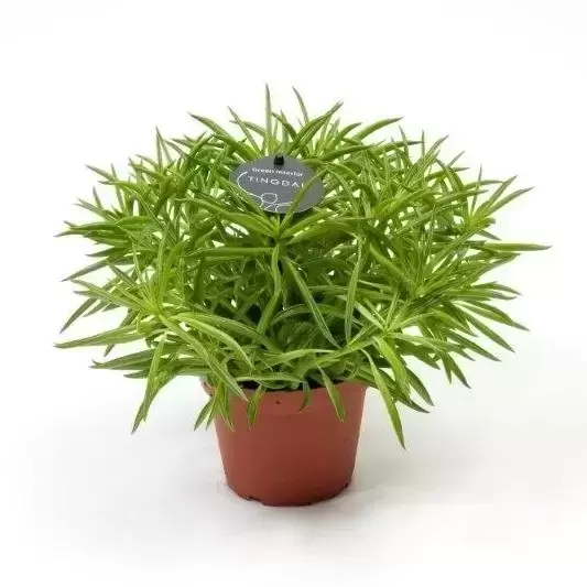 Peperomia 'Nevada' 12cm