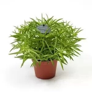 Peperomia 'Nevada' 12cm