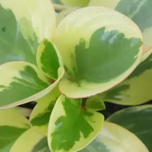 Peperomia 'Obtipan Bicolor' 12cm - image 2