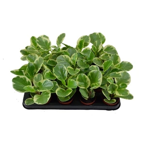 Peperomia obtusifolia 'USA'