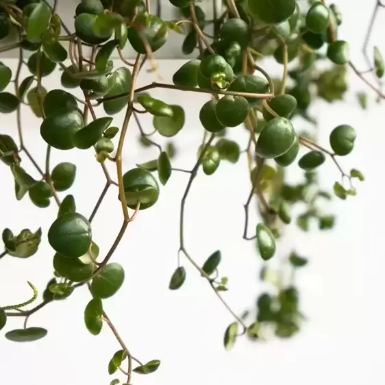 Peperomia 'Pepperspot' - Green Coins 15cm - image 3