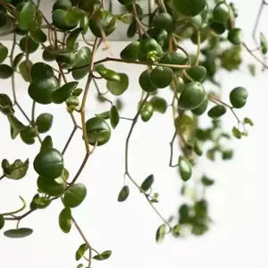 Peperomia 'Pepperspot' - Green Coins 15cm - image 3