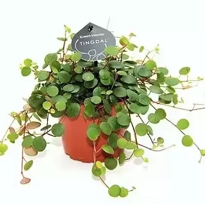 Peperomia 'Pepperspot' - Green Coins 12cm