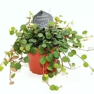 Peperomia 'Pepperspot' - Green Coins 11cm