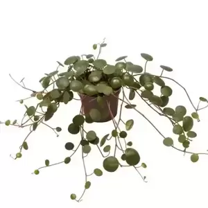 Peperomia 'Pepperspot' - Green Coins 6cm