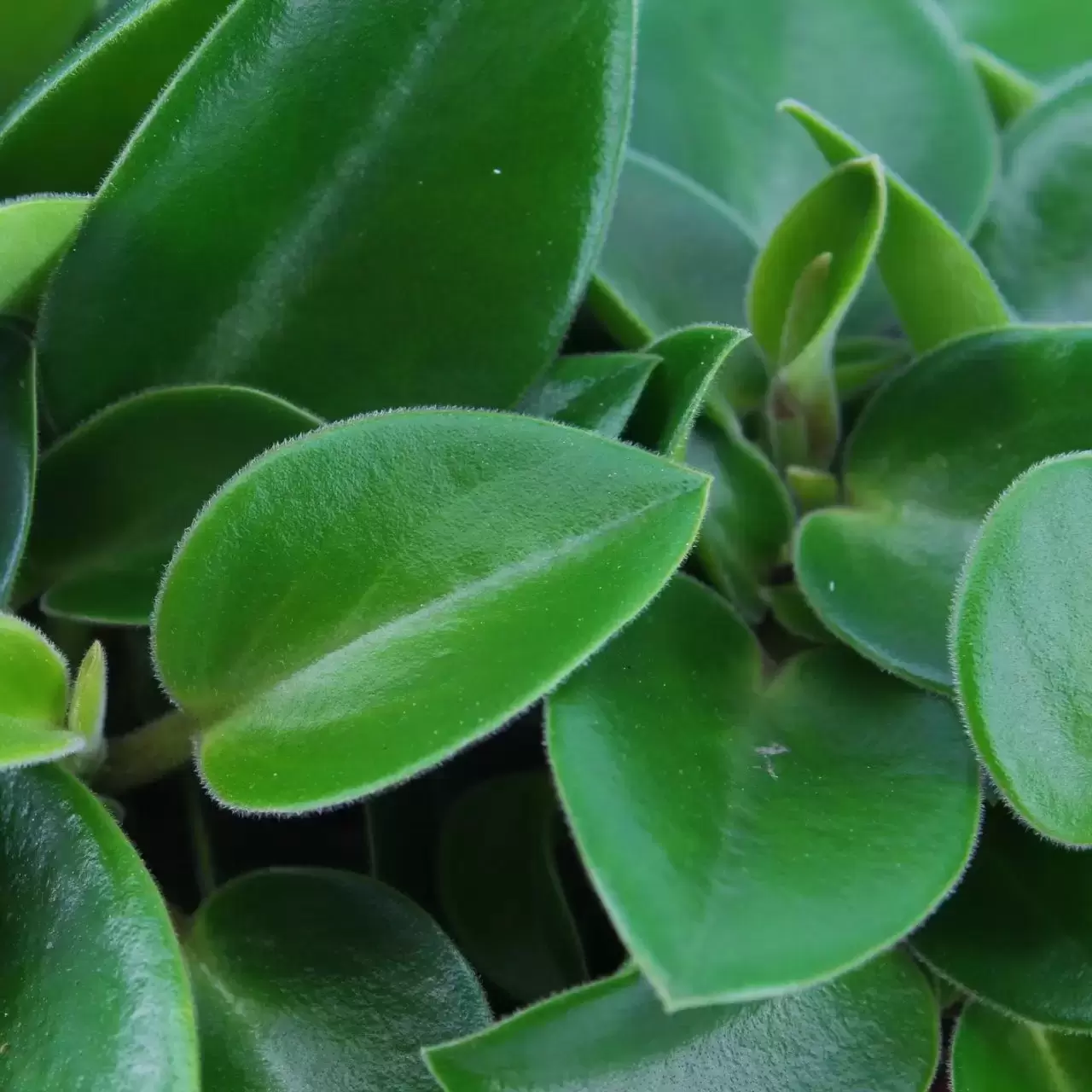 Peperomia 'Pixie' 12cm Cowell's Garden Centre Woolsington