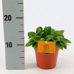 Peperomia 'Pixie' 5.5cm - image 3