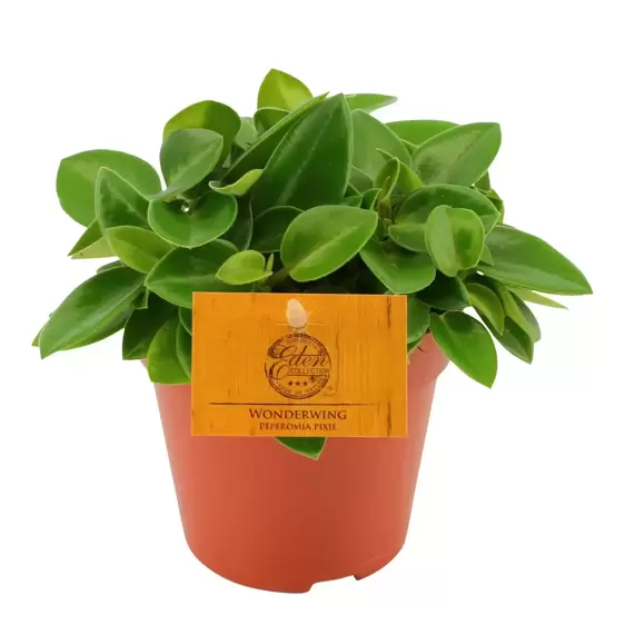 Peperomia 'Pixie' 5.5cm - image 1