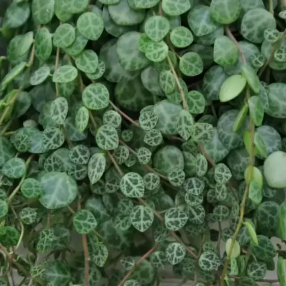 Peperomia prostrata - String of Turtles 14cm hanging - image 1