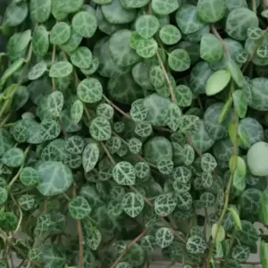 Peperomia prostrata - String of Turtles 14cm hanging - image 3