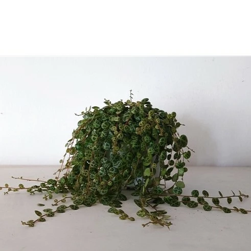 Peperomia prostrata - String of Turtles 14cm hanging - image 3
